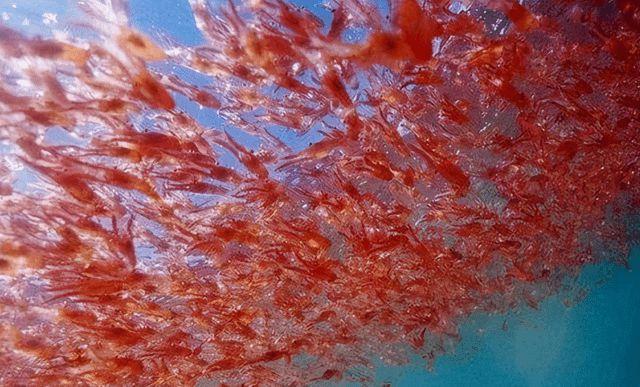 南极磷虾数量惊人被誉为海上金矿中国或成捕捞黑马
